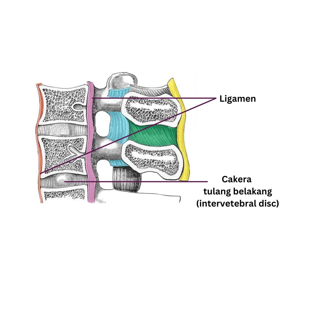 spine cross section